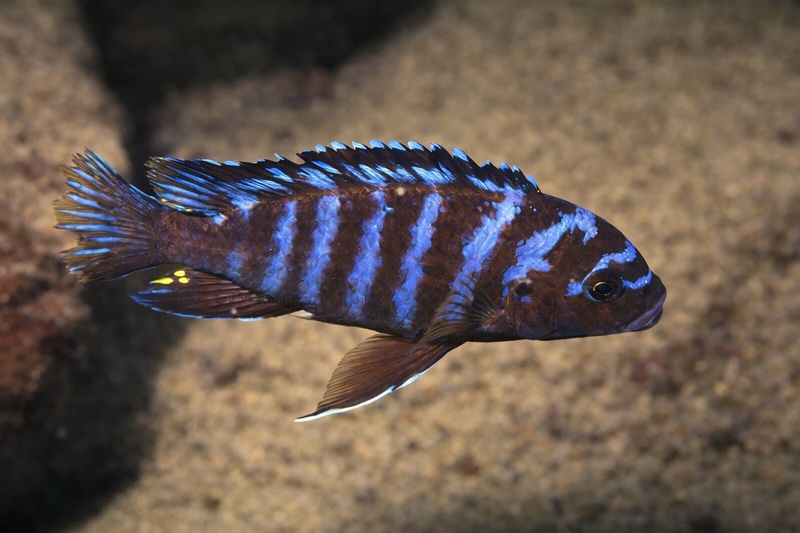 Maylandia sp. 'aggressive bars' Tumbi Point